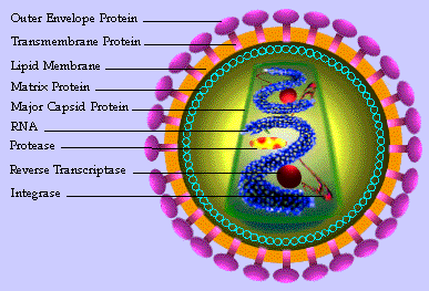 HIV & You